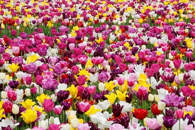 Matériaux Durables pour le Jardin : Guide d'Achat Complet
